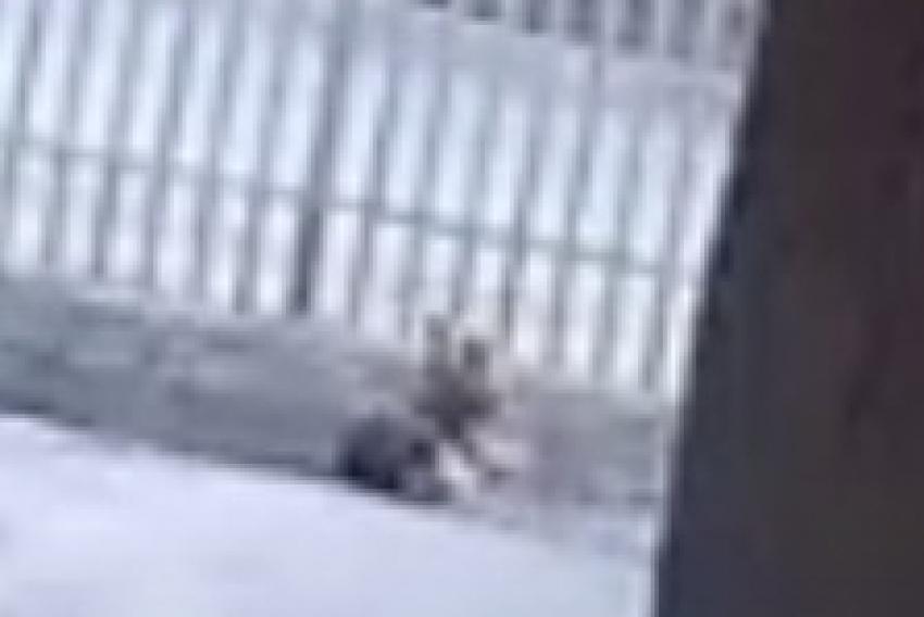 Na gravação é possível ver o momento em que um homem passa pelo portão com o pitbull e o cachorro avança no yorkshire