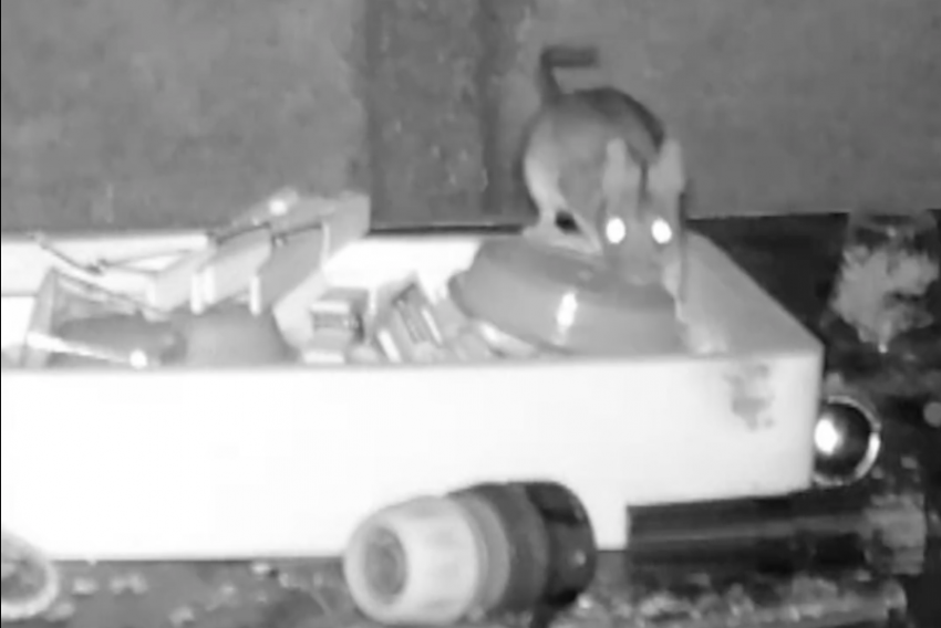 Holbrook acredita que o roedor usa os objetos para esconder nozes, mas tanto ele quanto o animal se beneficiam da 'arrumação'