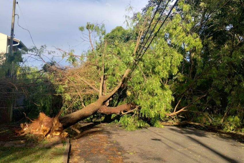 Árvore atingiu rede elétrica de Barão Geraldo, em Campinas, nesta quinta-feira