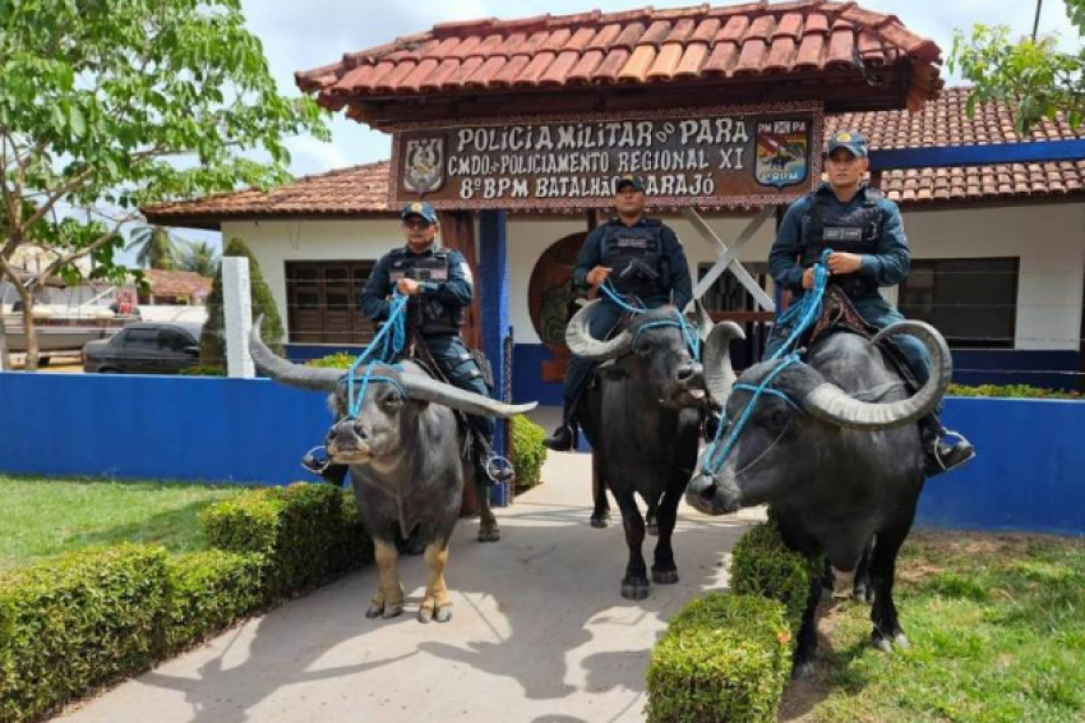 Búfalos auxiliam os policiais em buscas ou perseguições de fugitivos em regiões com terrenos alagados ou com lama