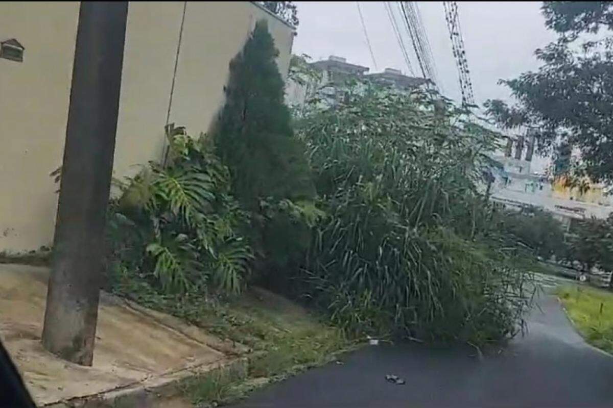 Matagal em terreno do Jardim Lima, em Franca