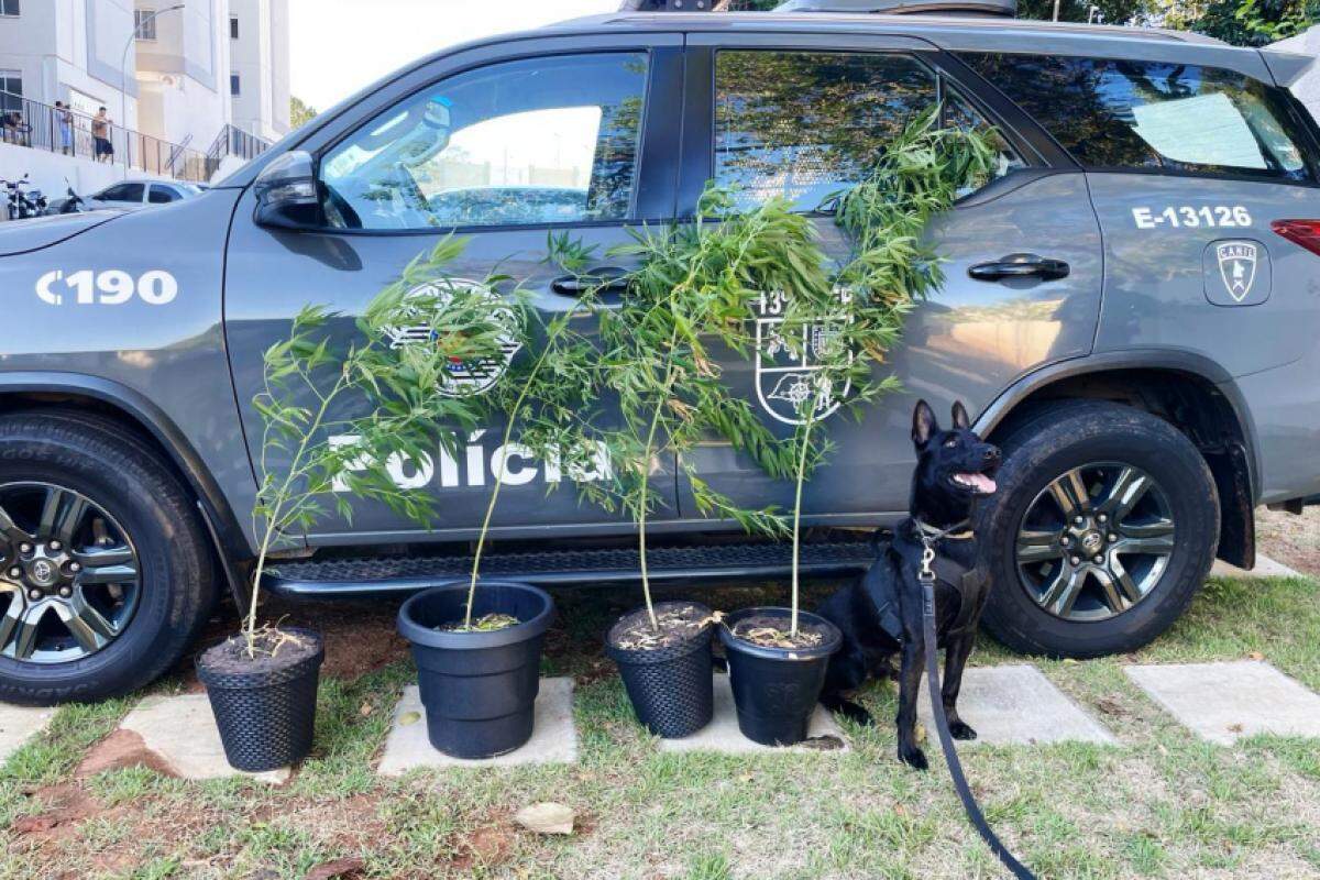 Quatro pés de planta tipo cannabis foram apreendidas