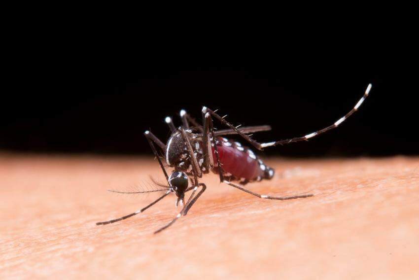 Somente em 2024, Campinas já confirmou 1,6 mil casos de dengue