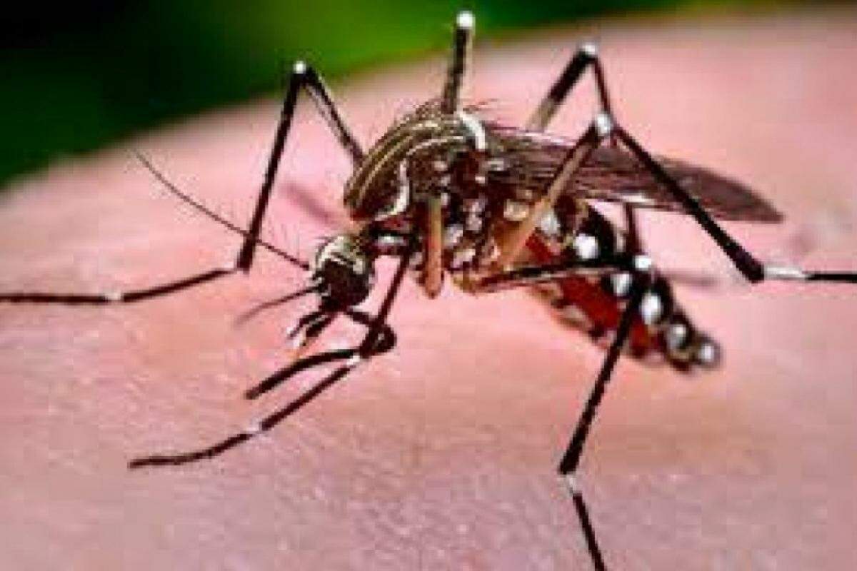 Campanhas de enfrentamento ao mosquito Aedes aegypti sempre alertam os cidadãos a tomares os devidos cuidados para evitar a proliferação da doença