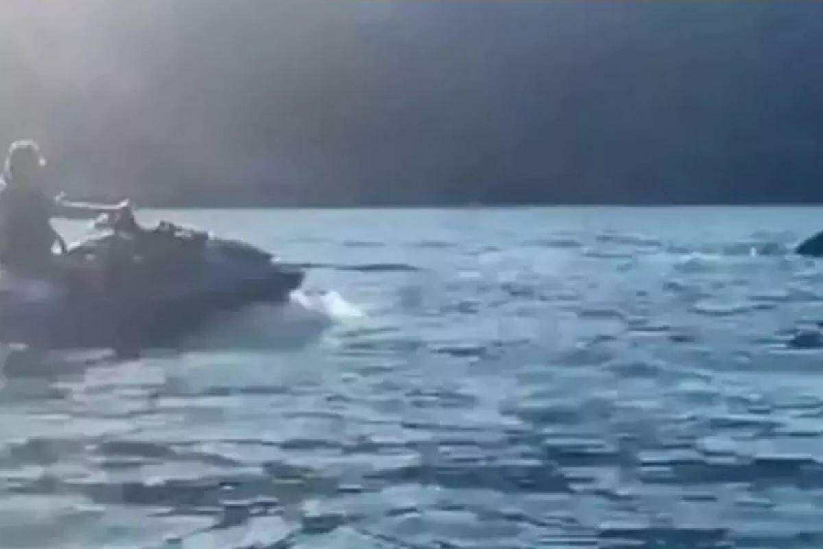 Vídeo mostra moto aquática se aproximando de uma baleia em São Sebastião
