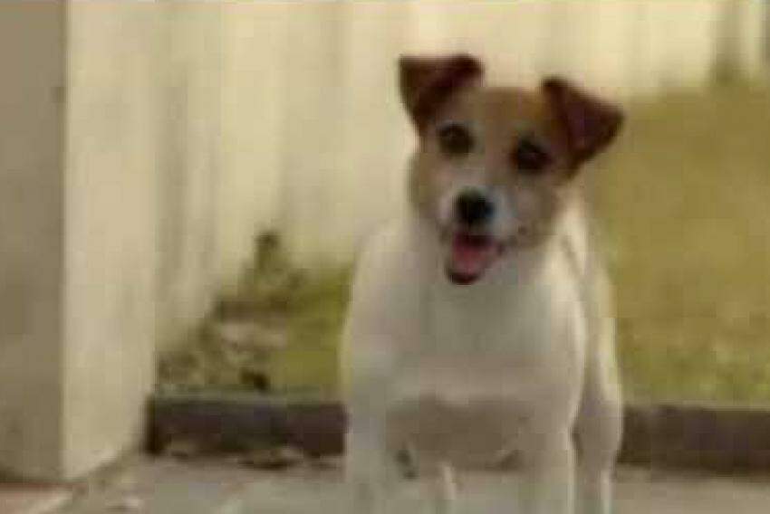 O filme, de 30 segundos e com uma trilha sonora triste, mostrava um cachorro na varanda de uma casa e o público entendia que ele estava esperando alguém