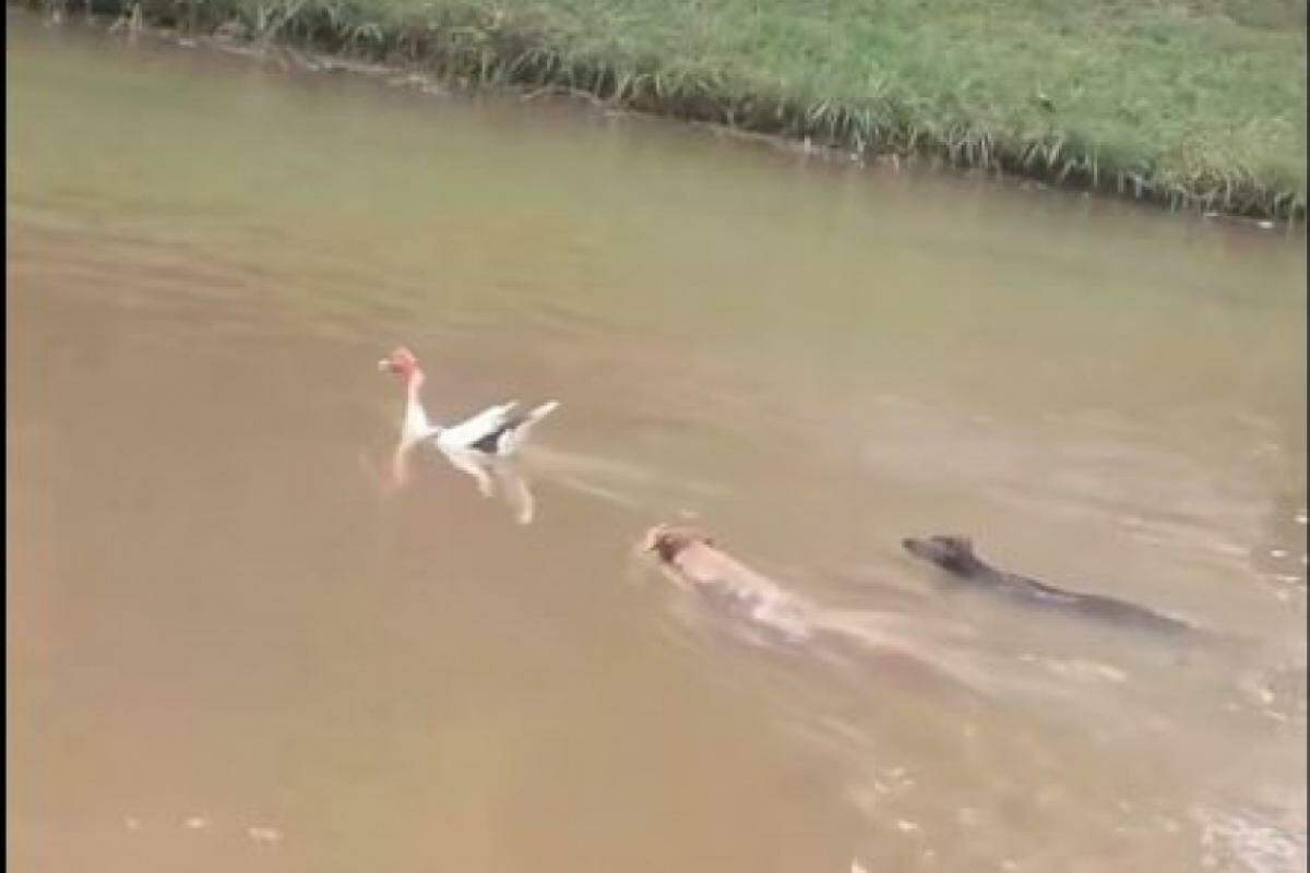 Cachorros entraram novamente na água para caçá-los
