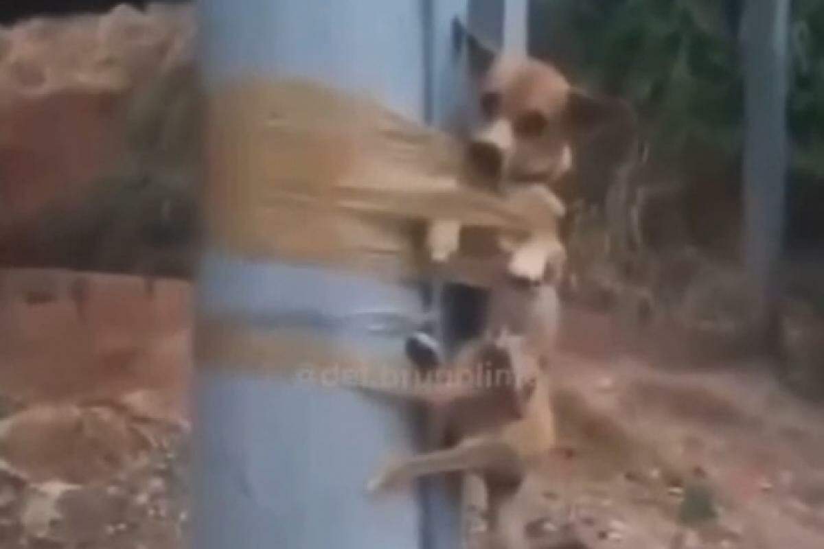 Cãozinho foi amarrado com fita adesiva e ficou preso ao poste