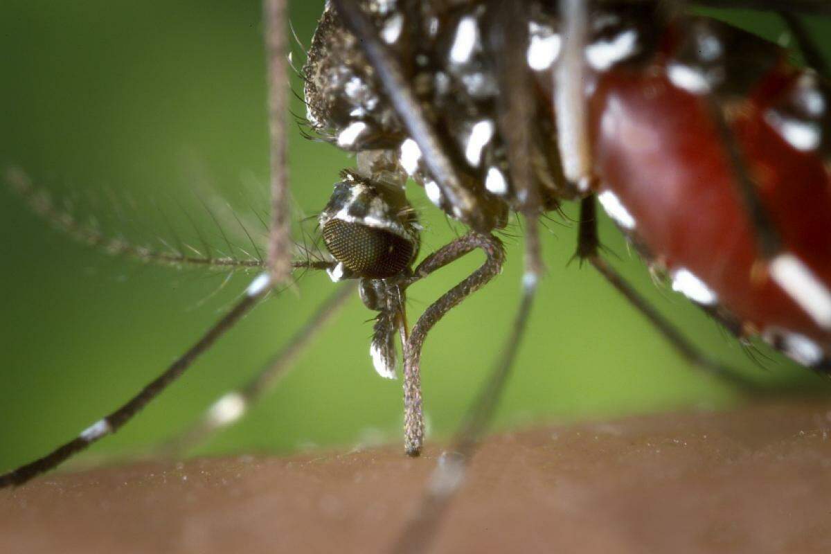 Acabar com o mosquito Aedes aegypti, transmissor da doença, deve ser prioridade, aponta o Ministério da Saúde