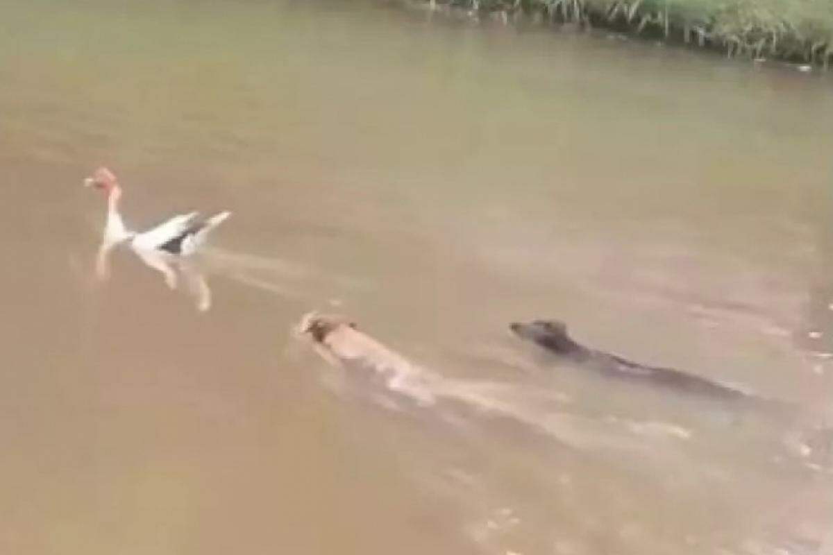 Um cachorro marrom e um caramelo nadando para abocanhar o pato no Vitória Régia