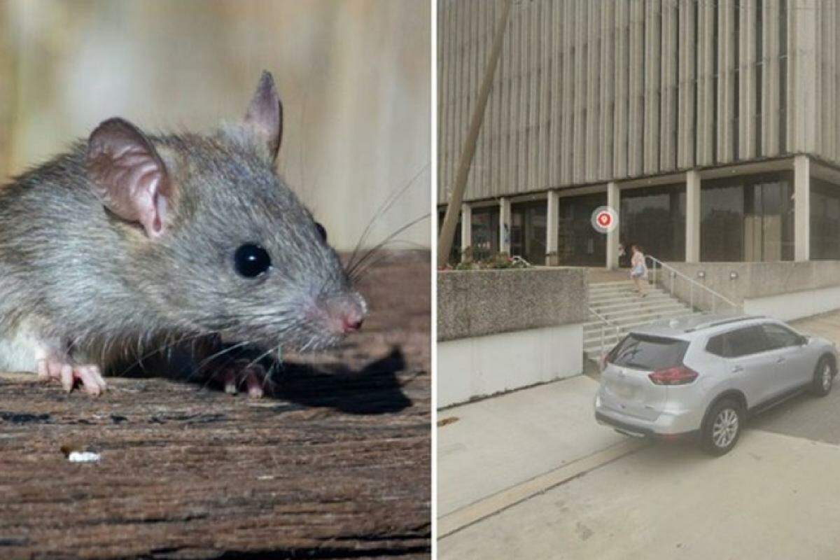  O prédio da Polícia de Nova Orleans, que tem mais de 50 anos, está infestado por ratos