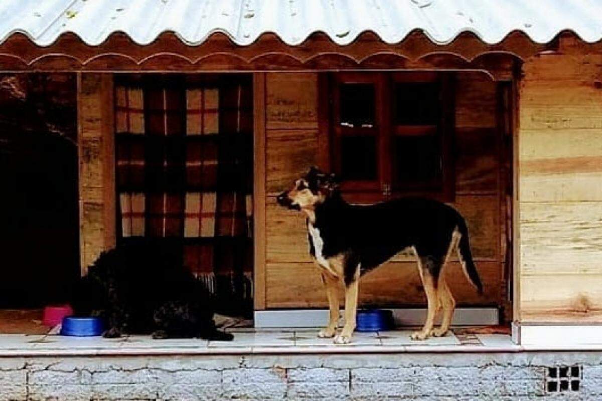 Um dos ocupantes da 'mansão dos cães'