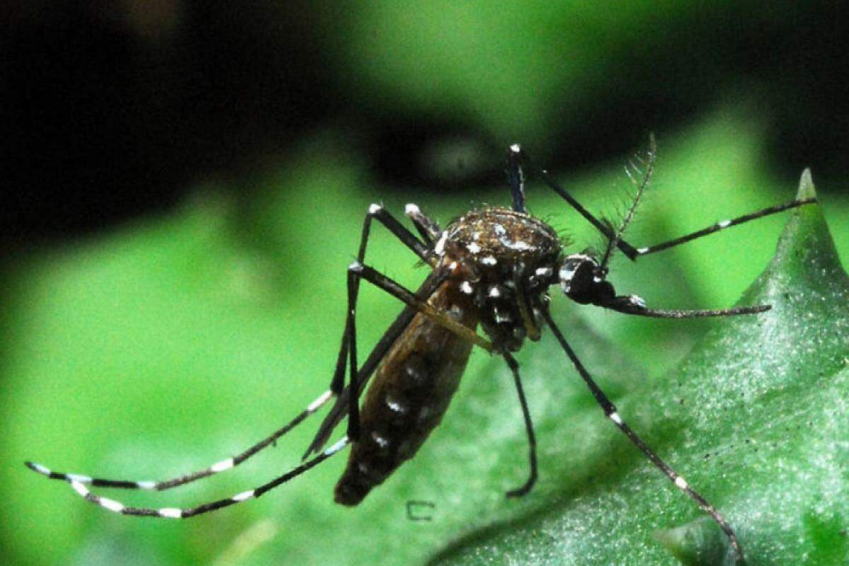 Aedes aegypti: circulação de quatro sorotipos da dengue preocupa