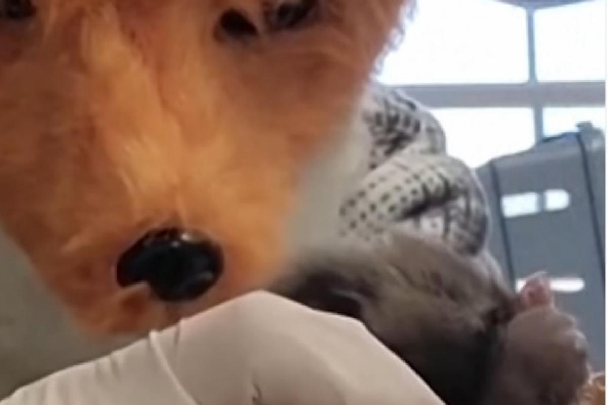 Cuidador com máscara de raposa alimenta filhote do animal encontrado em um beco