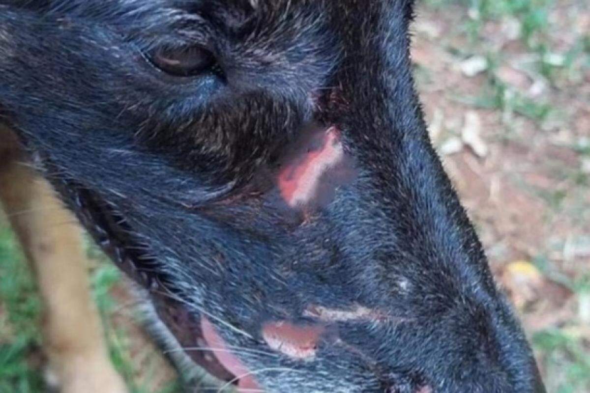 Após a agressão, o cão ficou com vários ferimentos no focinho 