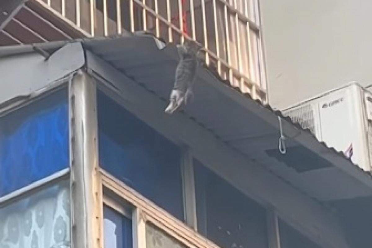 Gatinho ficou pendurado no segundo andar de um prédio