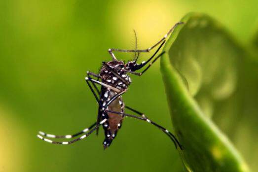 Embora muitos municípios da região tenham decretado emergência, Bauru está em estado de alerta em relação aos casos de dengue