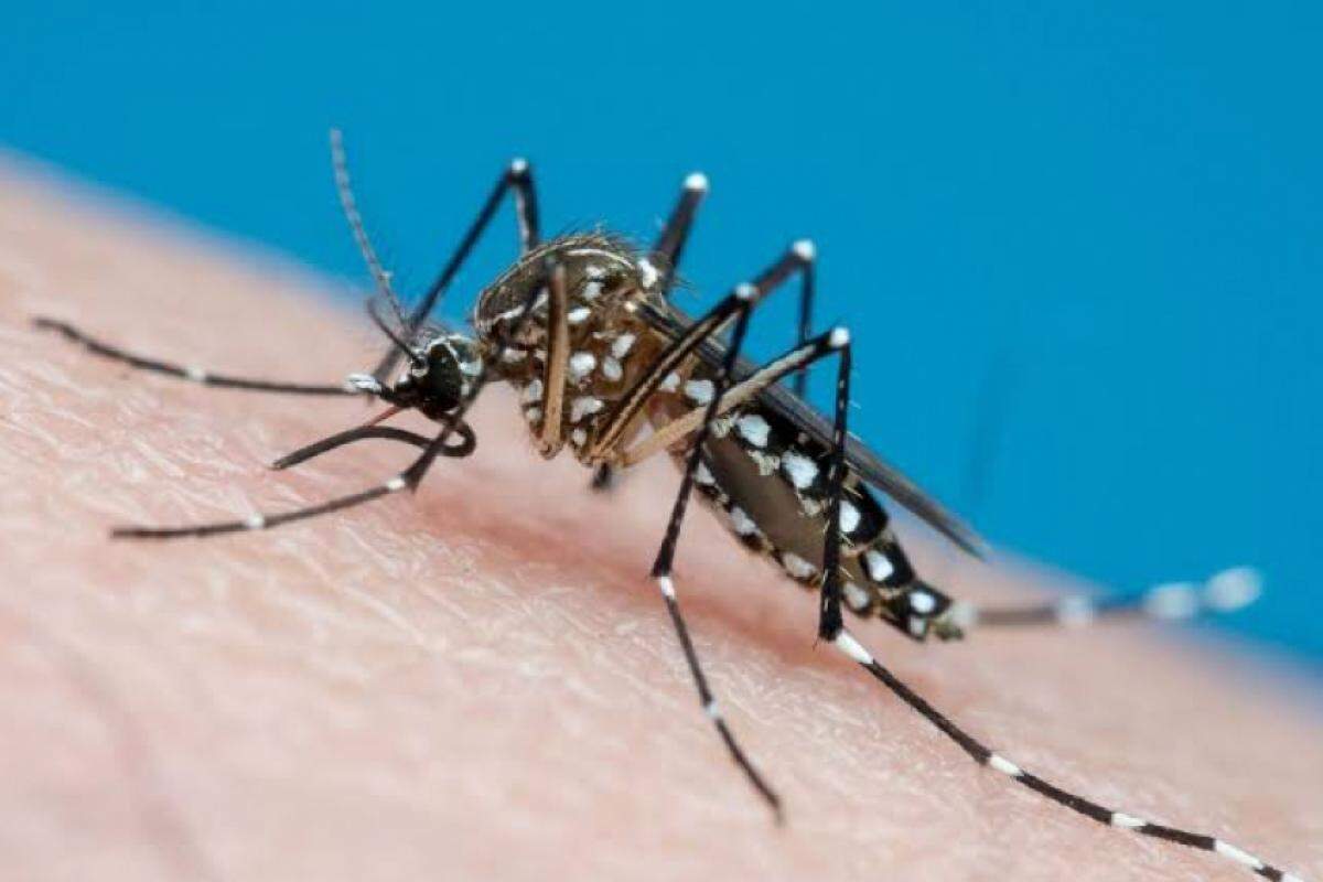 A dengue é transmitida pelo mosquito Aedes aegypti e pode evoluir para quadros graves de saúde