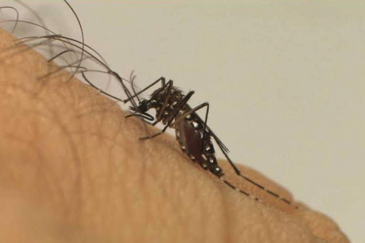 Campinas já registrou 41 mil casos de dengue em 2024