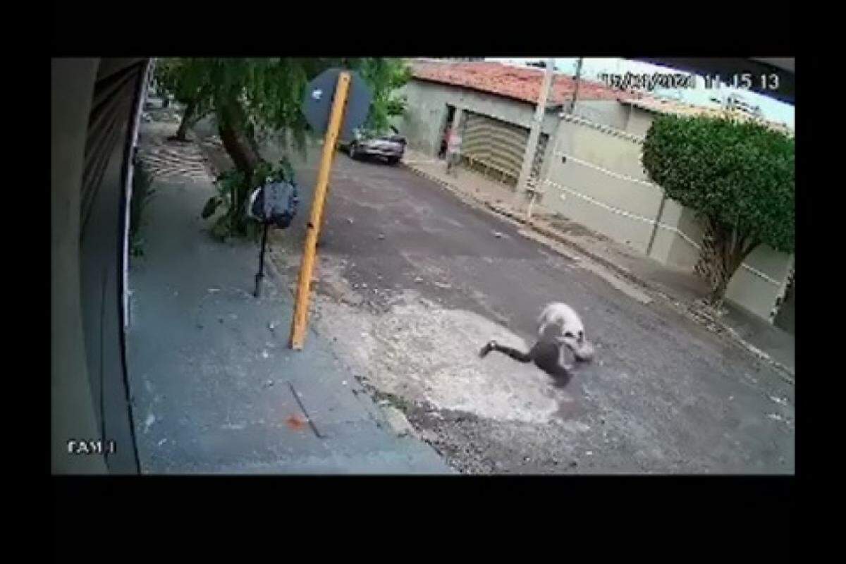 Agressão só acabou quando dono do pitbull chegou