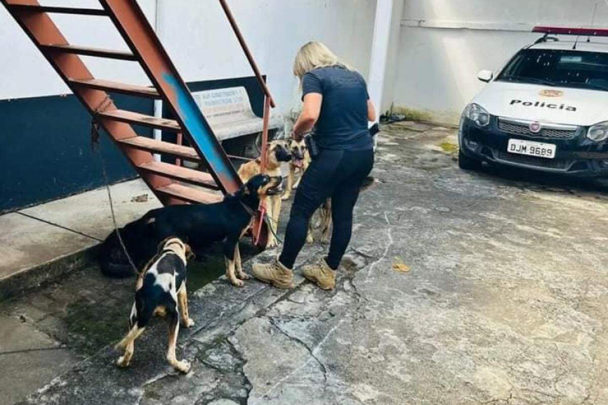 A Polícia atendeu a uma denúncia que apontava o suspeito como autor de atos de zoofilia com cães e equinos
