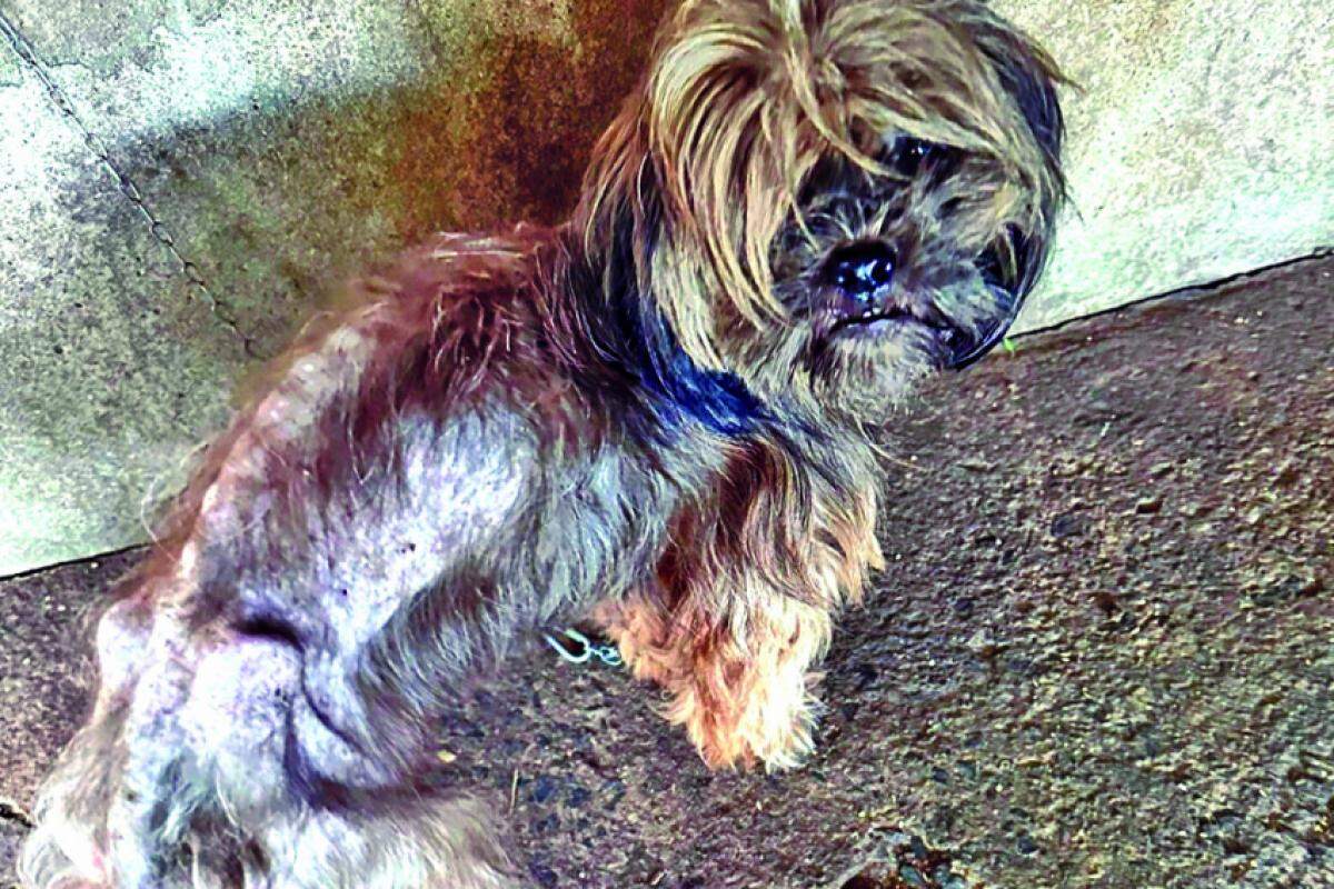 Cãozinho vítima de maus-tratos em Piracicaba: casos são recorrentes