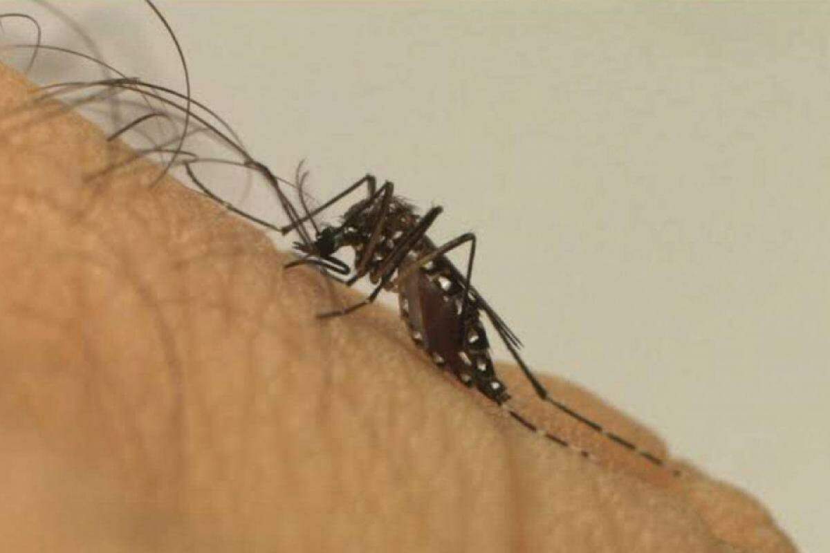 Campinas registrou 44 mil casos de dengue em 2024