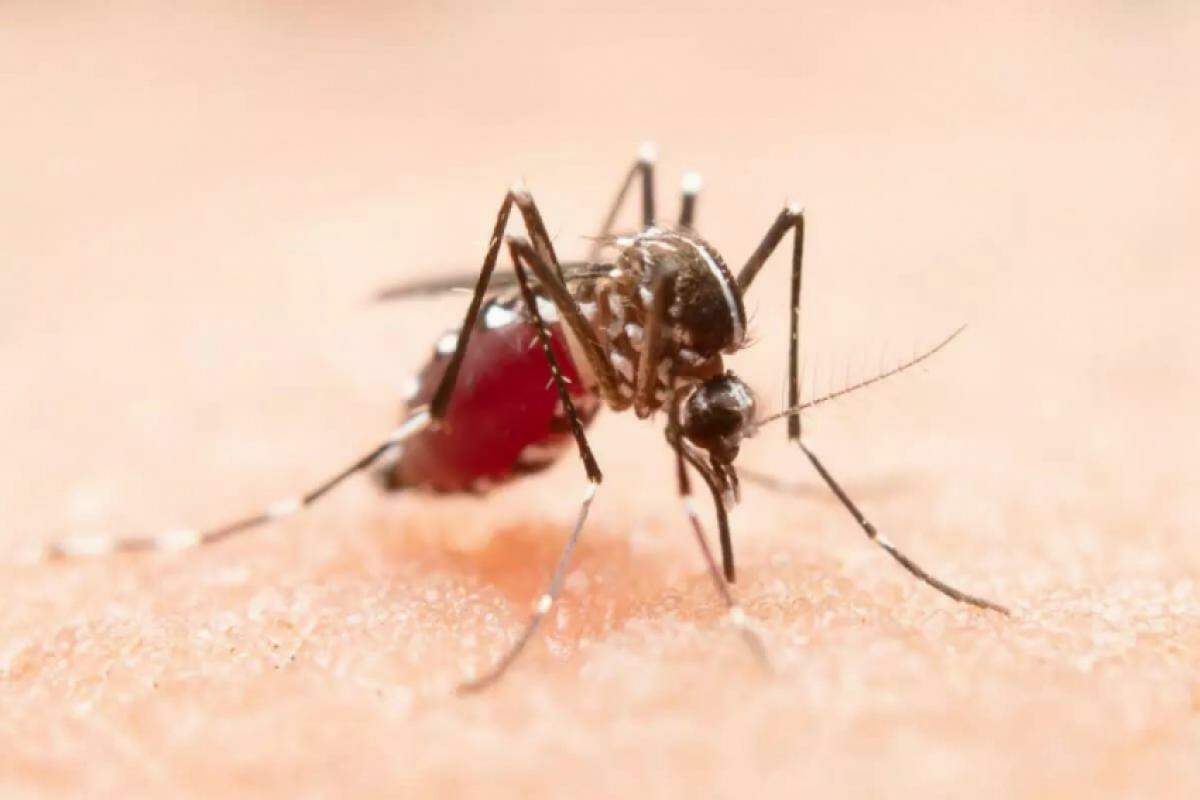 Aedes aegypti, mosquito transmissor da dengue 