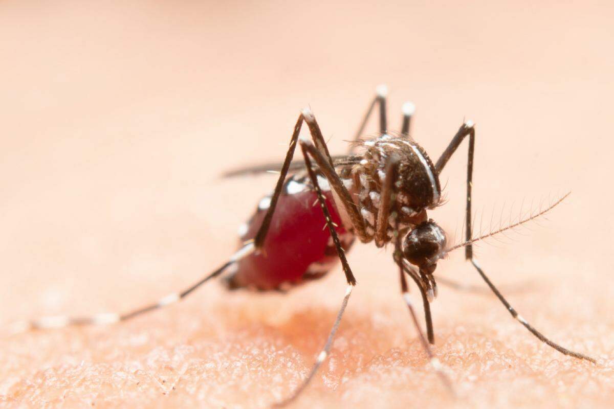 Após a picada do mosquito Aedes aegypti infectado, o vírus age no organismo se multiplicando e invade as células do sangue até que o corpo produza anticorpos