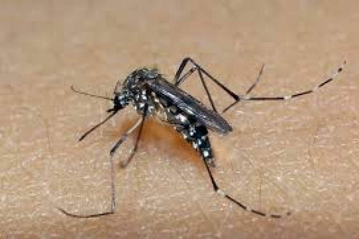 O Aedes agypti continua contaminando pessoas