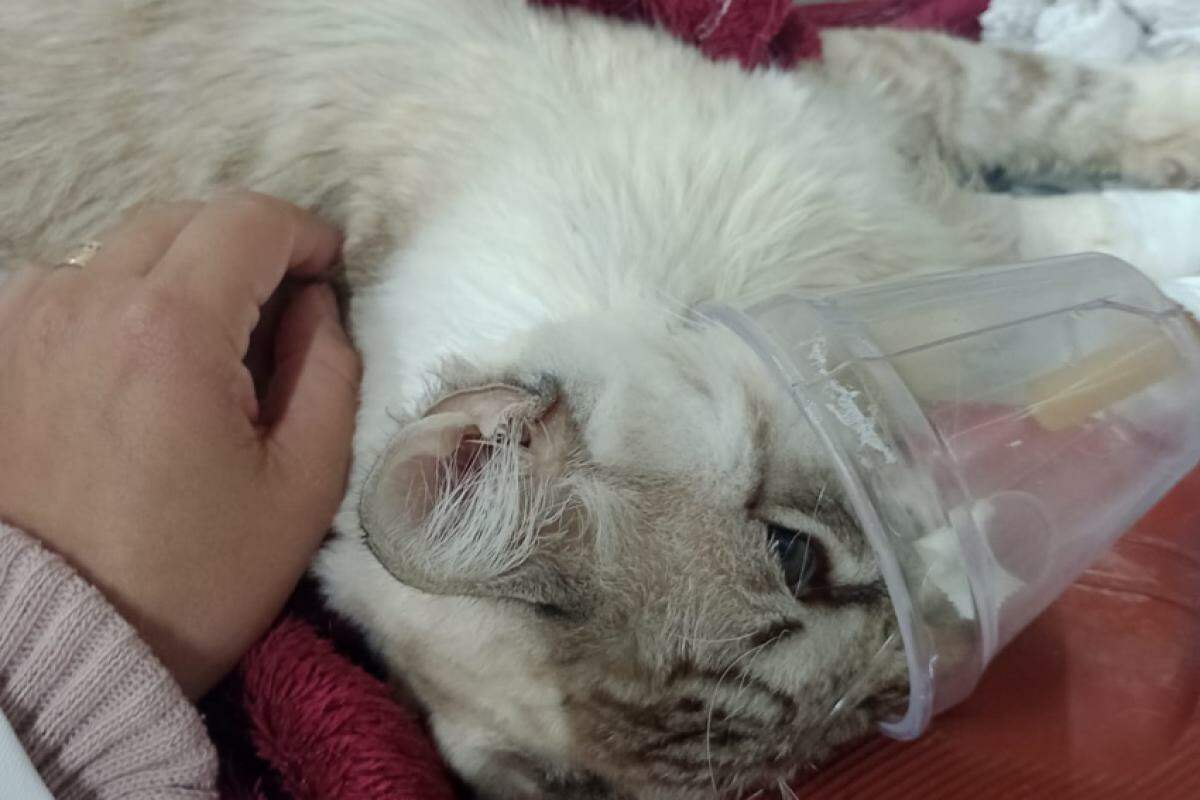 Gato chegou a receber assistência médica veterinária, mas não resistiu