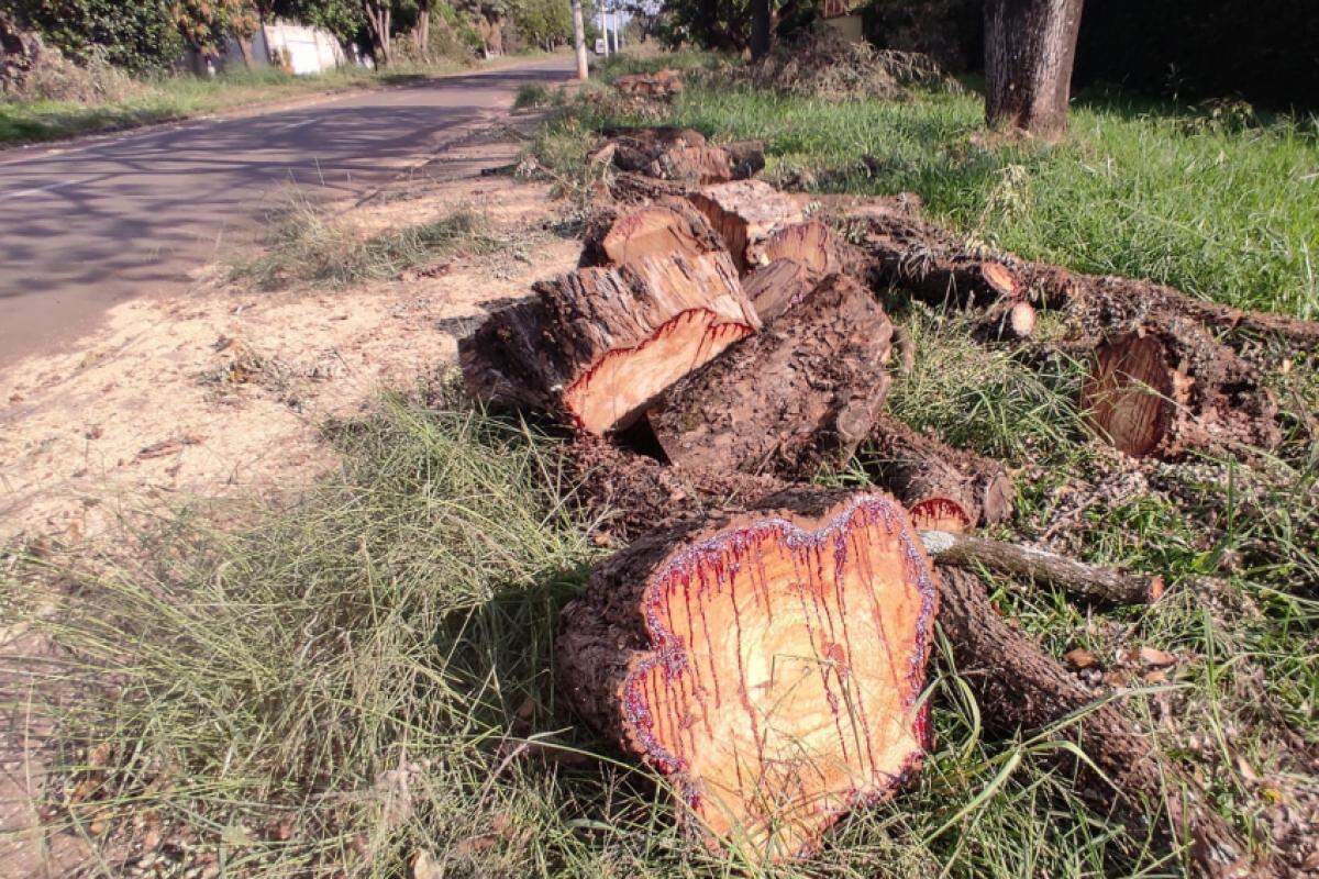 Árvores foram cortadas pela CPFL no bairro Santa Rita