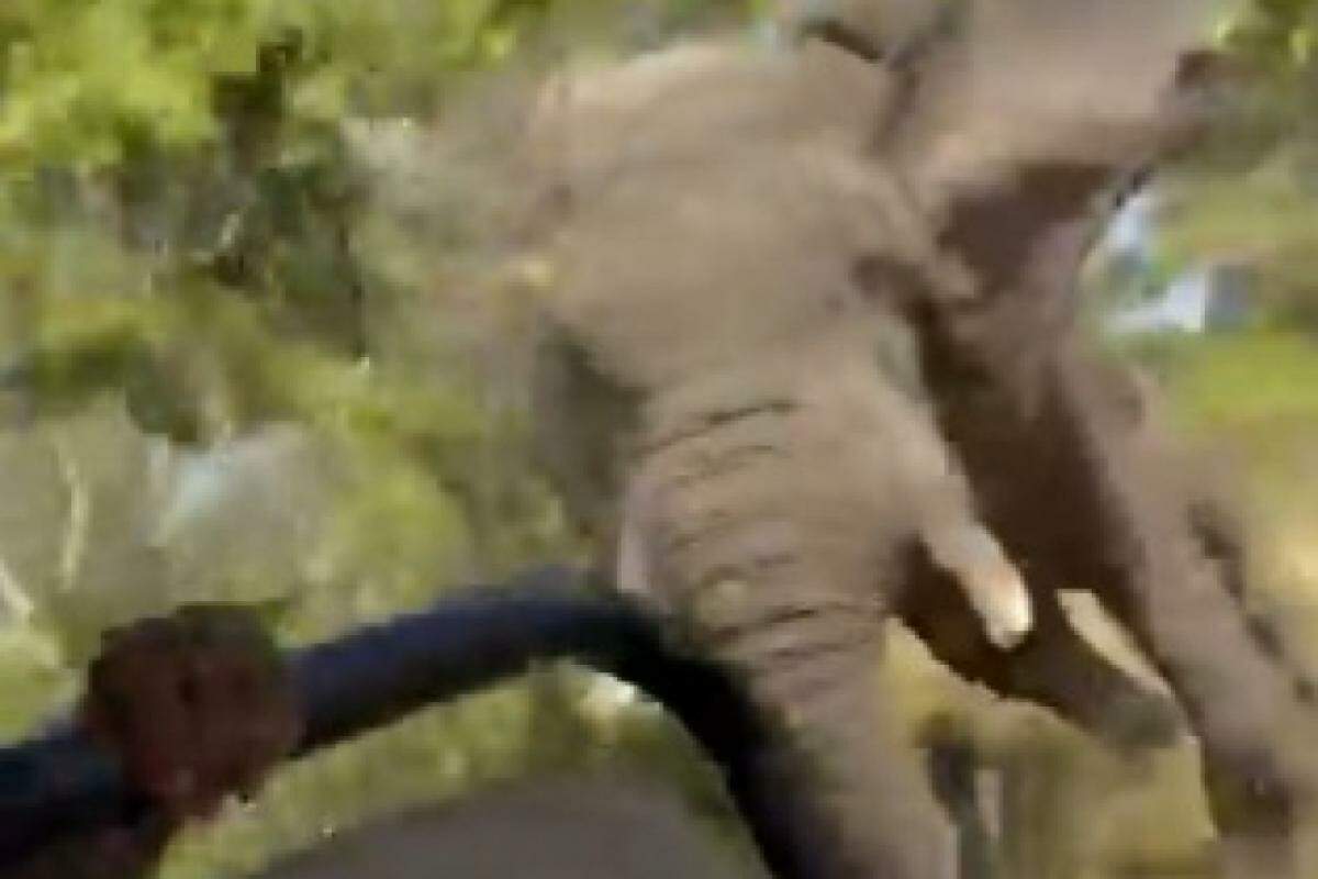 Imagem mostra o ataque do elefante