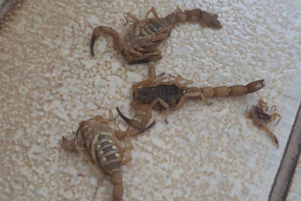 Escorpiões de vários tamanhos foram jogados contra as funcionárias do centro de saúde de Santo Antônio de Aracanguá