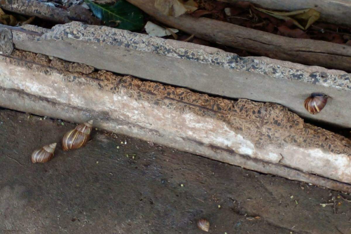 Caramujos foram encontrados na rua Raposo Tavares