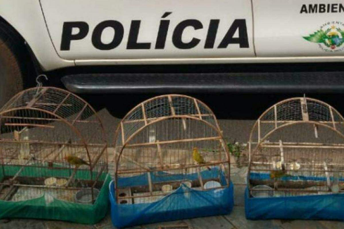 Seis gaiolas com sete aves foram apreendidas pela Polícia