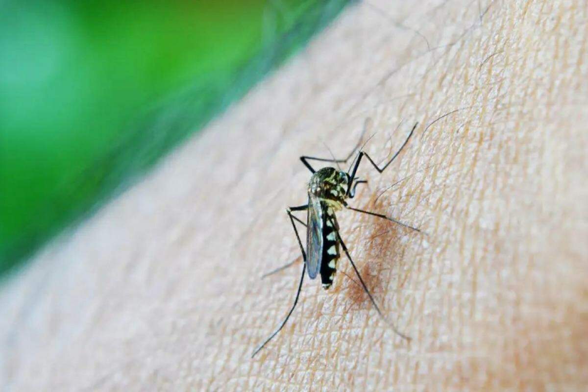 Até o momento, Americana registrou 839 casos de dengue em 2024