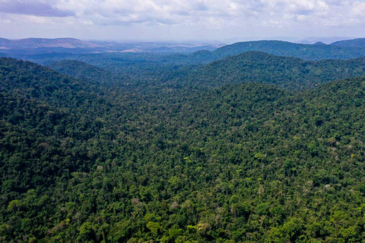 O declínio foi mais forte no bioma da amazônia, com 39% menos perda de florestas primárias em 2023 do que no ano anterior