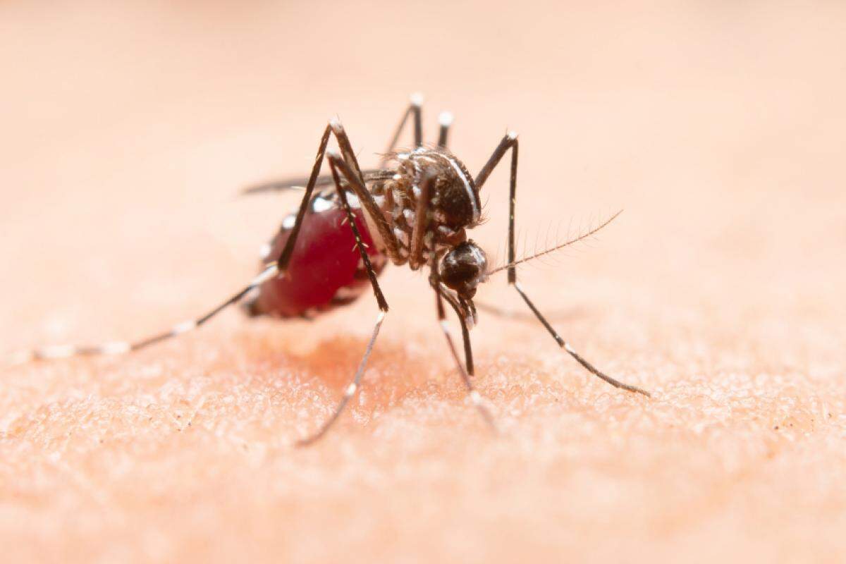Segundo o painel, país investiga 3.289.639 casos prováveis da doença transmitida pelo Aedes