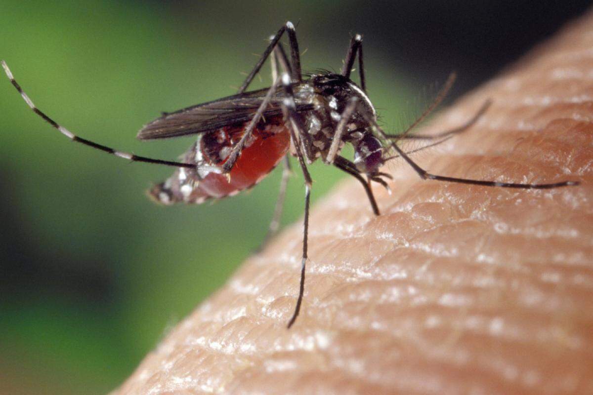 Itaquera é um dos distritos do município com a maior incidência de dengue
