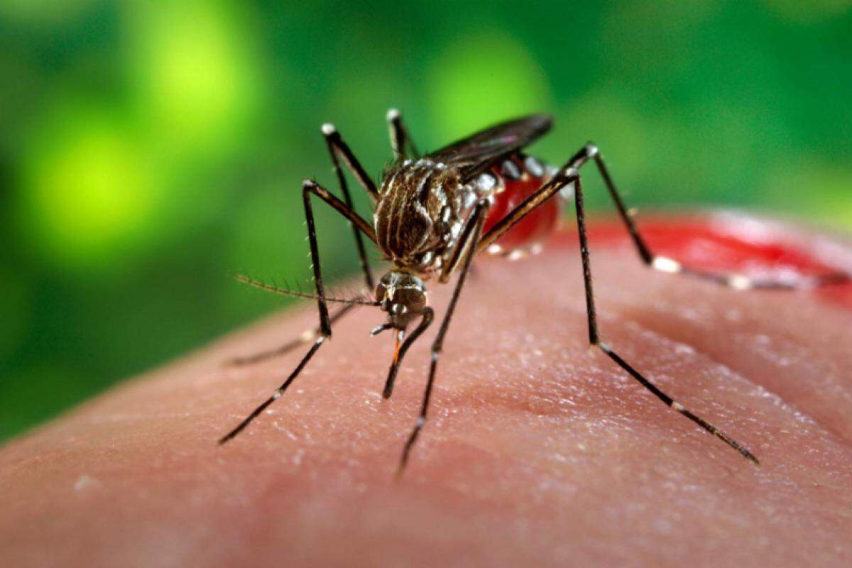 A Chikungunya também é transmitida pelo Aedes aegypti