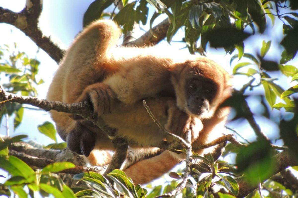 Nos dias 20 e 21 de abril, especialistas vão se reunir em São Francisco Xavier para falar de macacos ameaçados de extinção
