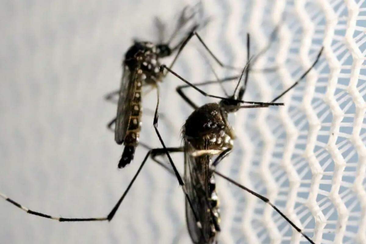 Botucatu contabiliza, de janeiro até agora, 7.301 casos confirmados de dengue