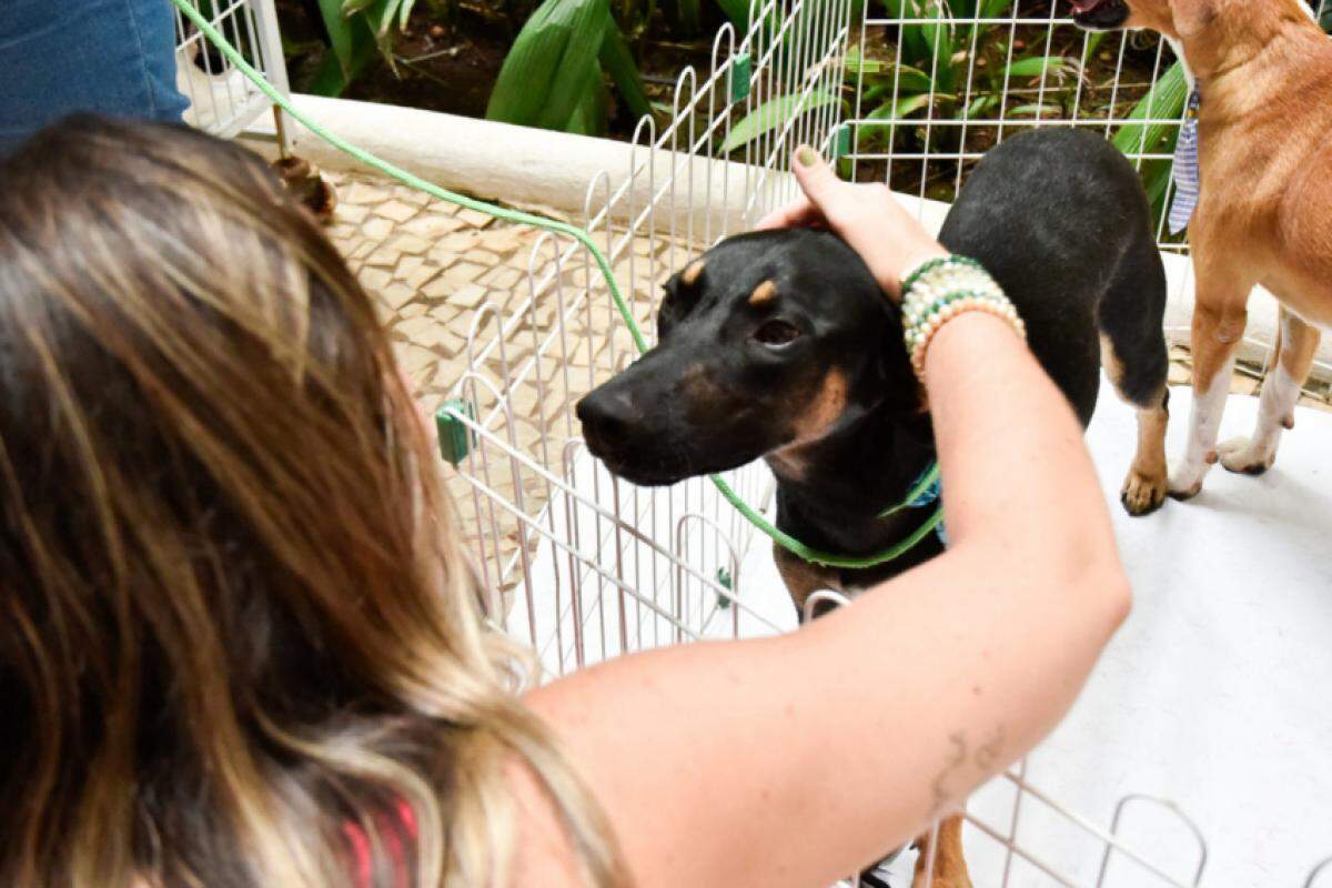DEBEA promove campanha de adoção de pets, neste sábado (27), no Eloy Chaves