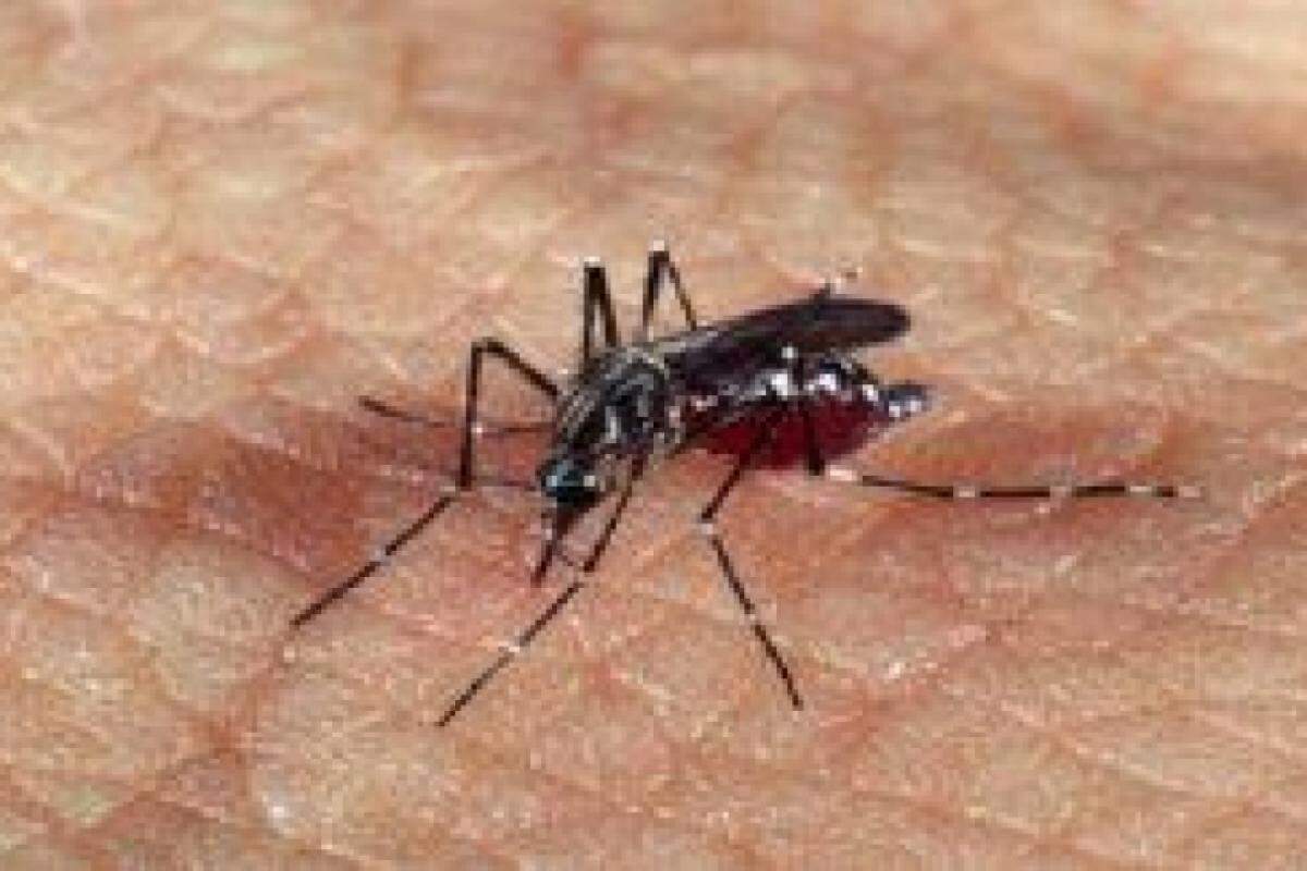 População deve se cuidar e ajudar no combate ao mosquito