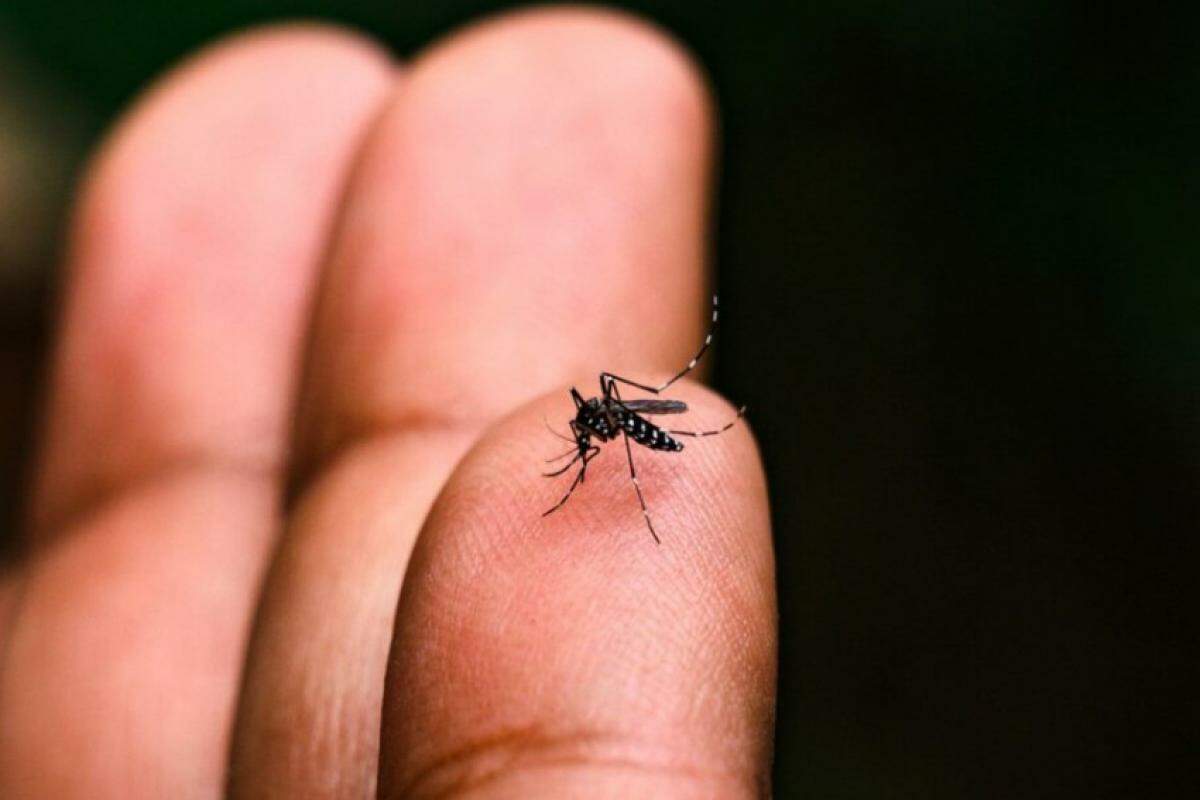 Dengue volta a matar na região 
