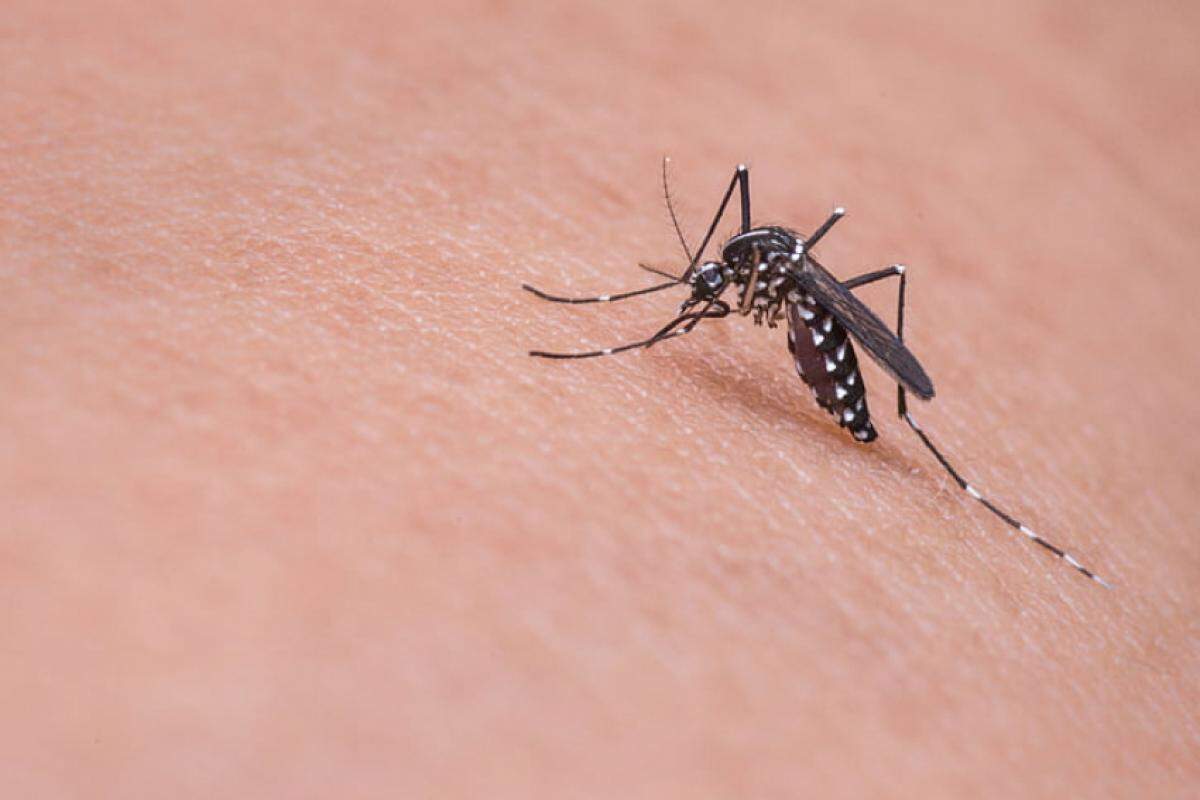 A epidemia de dengue atinge todo o Brasil e, na região, já atingiu mais de 5 mil pessoas
