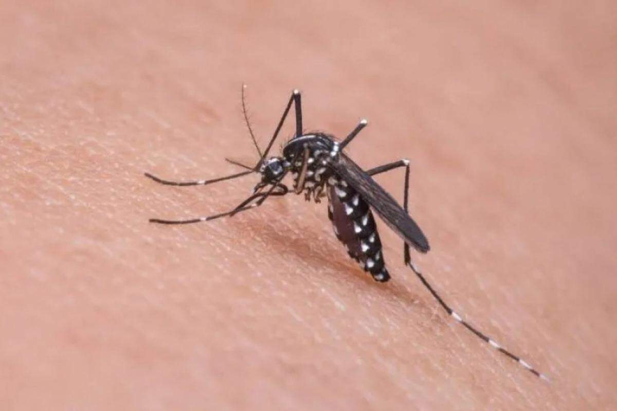 Dengue avança na região