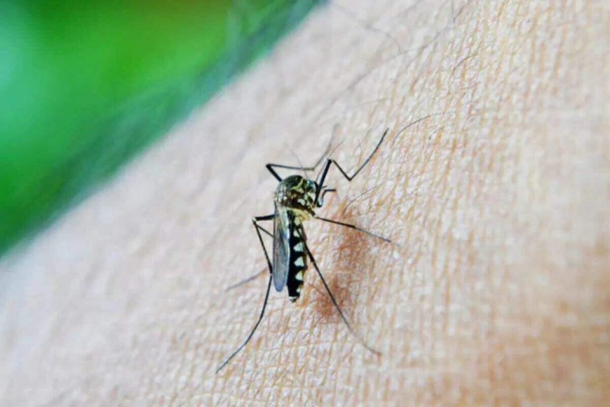Campinas atualizou números da dengue nesta segunda-feira, 1º