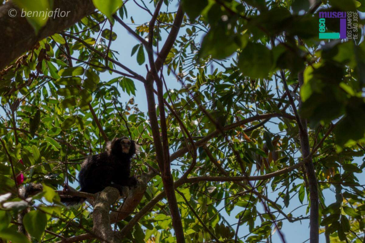 O sagui-da-serra-escuro é nativo da Mata Atlântica do sudeste do Brasil e está entre os 30 primatas mais ameaçados de extinção